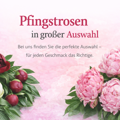 Pfingstrosen in großer Auswahl