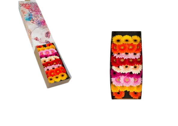 60 Mini Gerbera Gemischt