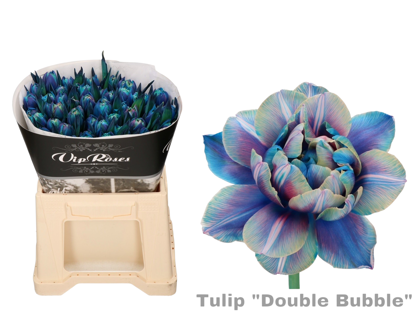  10 Tulpen Double Bubble Gefärbt