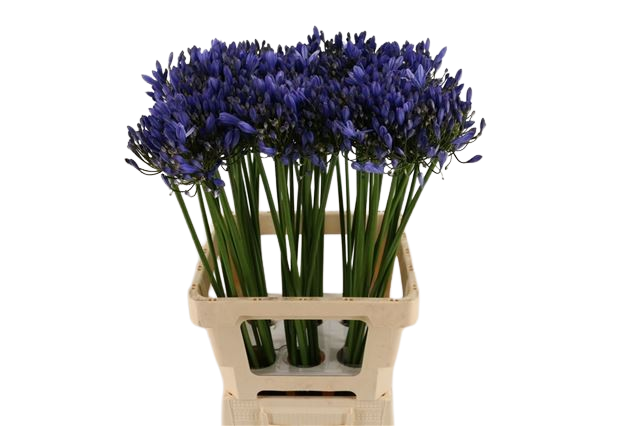 10 Stiele Agapanthus Blau