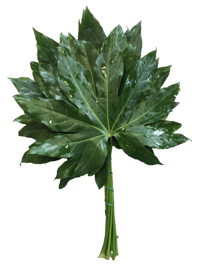 10 Aralien Media