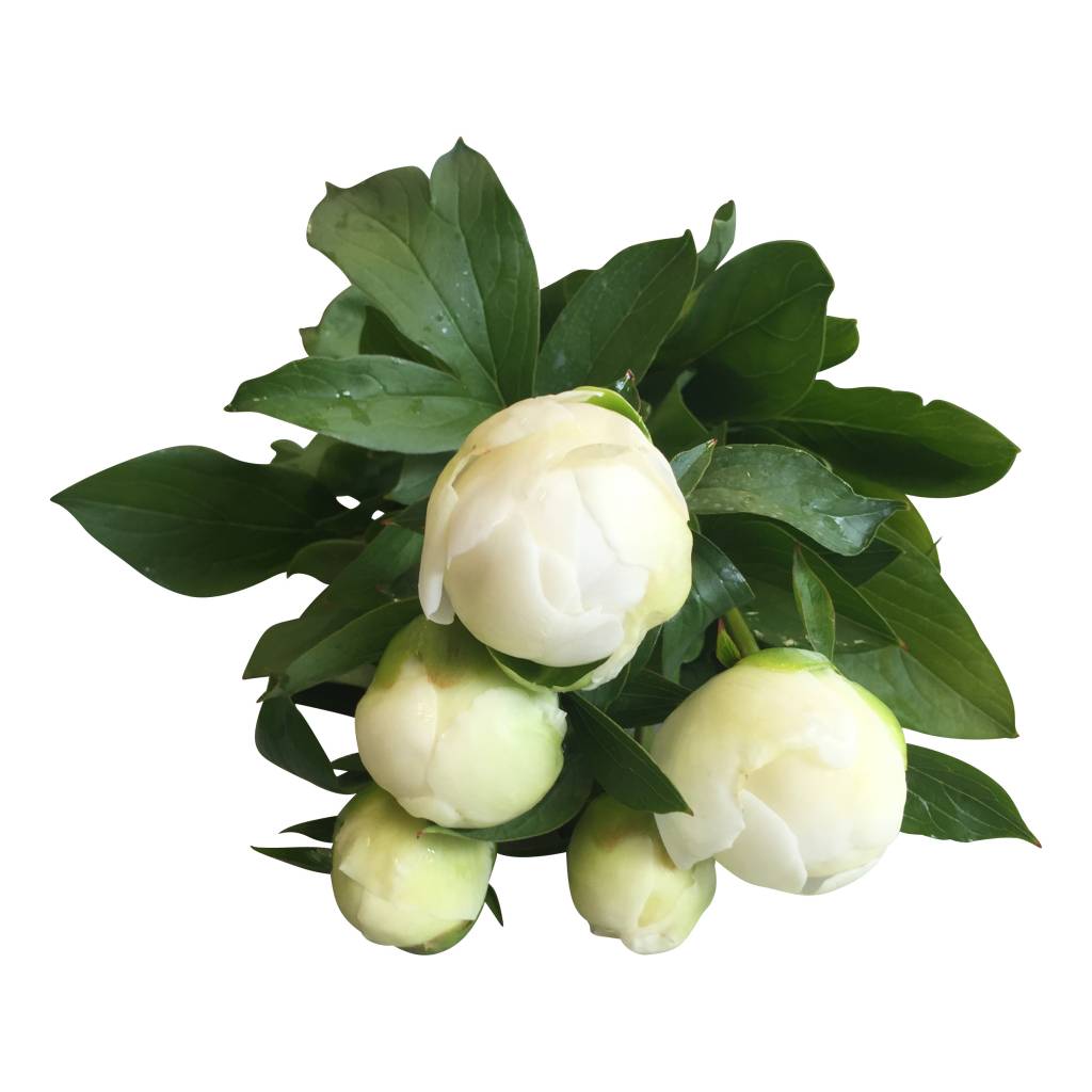 5 Pfingstrosen Duchesse de Nemours  (Weiß)
