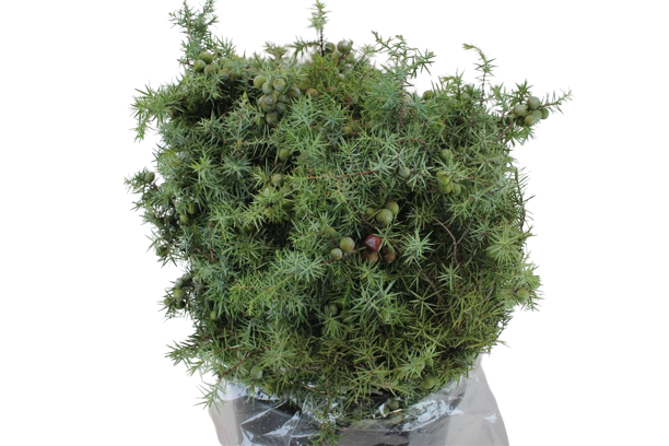1 Bund Wacholder Juniperus