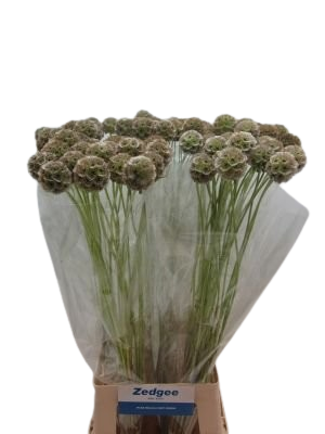10 Stiele Scabiosa stellata