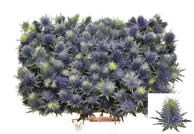 10  Disteln Supernova Questar (Blau)