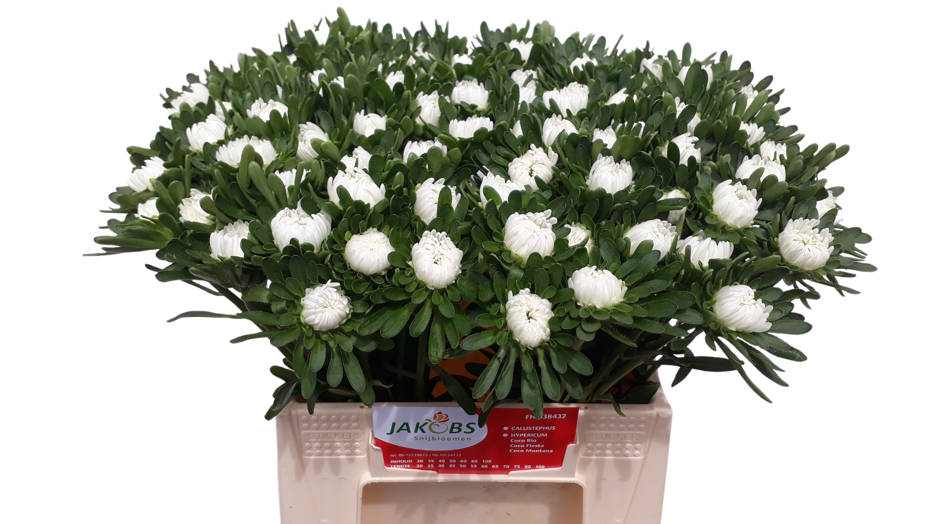 10 Astern in Weiß 10 Astern in Weiß