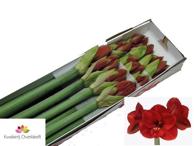Amaryllis Ferrari (Rot)