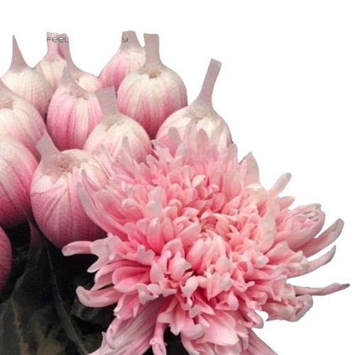 10 Deko Chrysanthemen Antonov Pastel Pink 10 Deko Chrysanthemen Antonov Pastel Pink