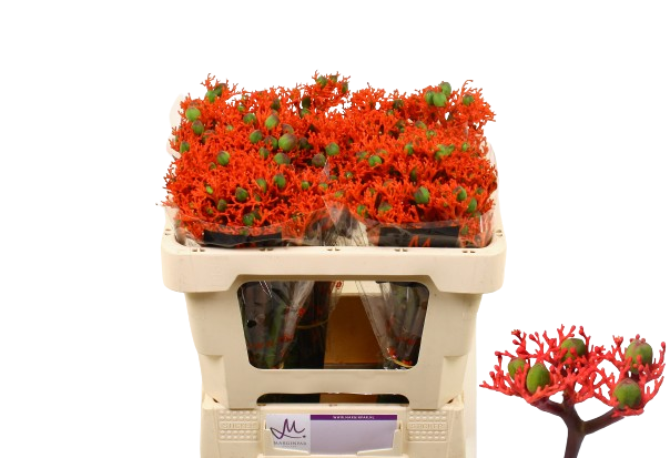10 Stiele Jatropha  Firecracker