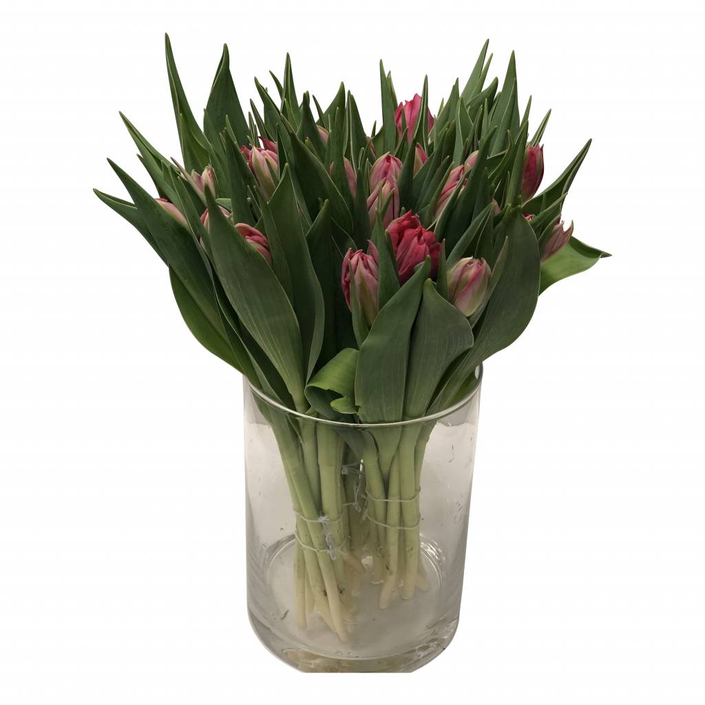 10 Tulpen Flash Point