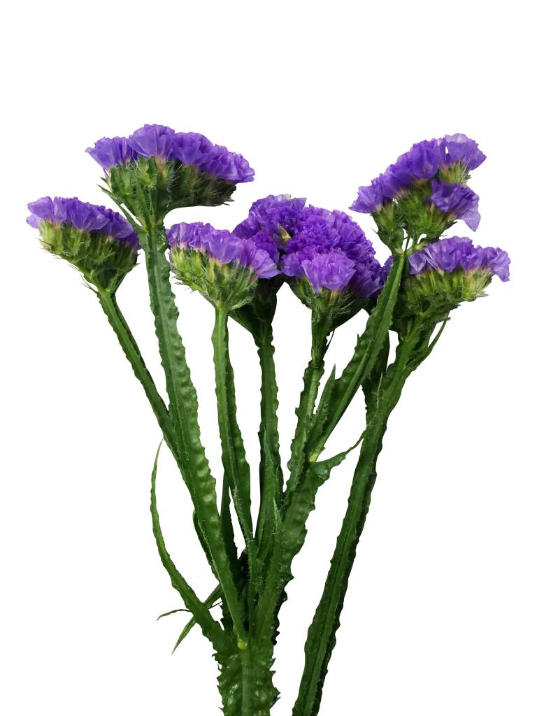 10 Statice Blau 10 Statice Blau