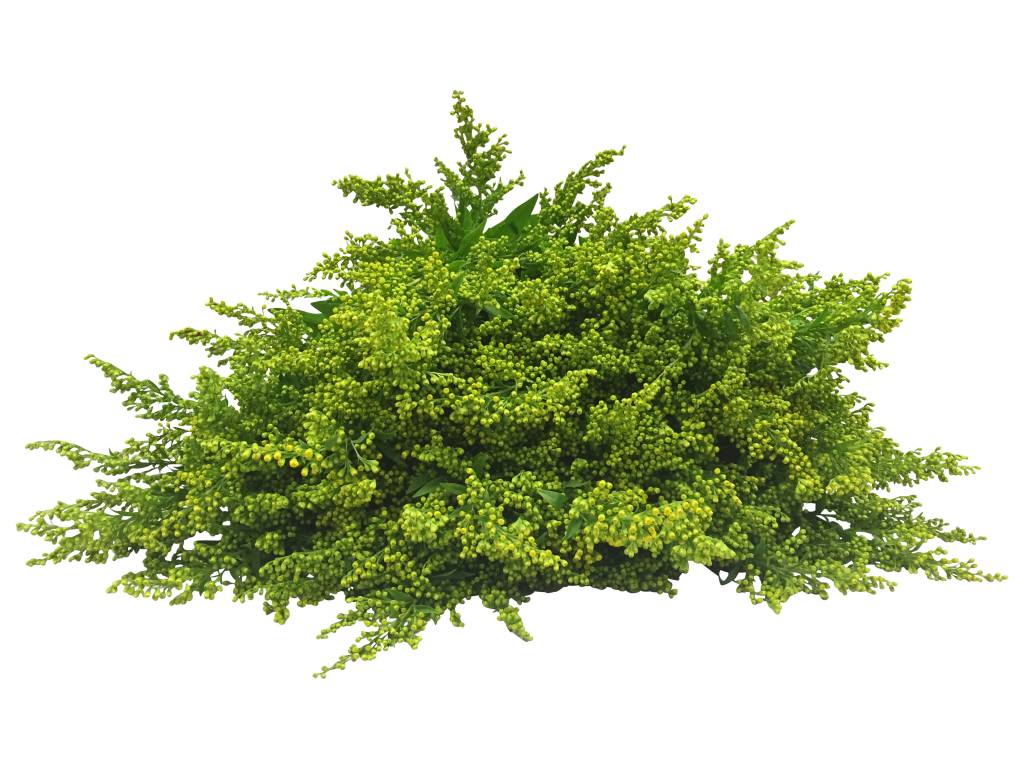 10 Solidago 10 Solidago