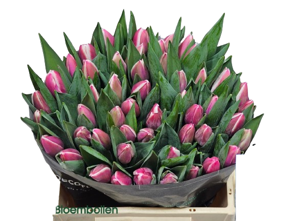 10 Tulpen Crossover 10 Tulpen Crossover