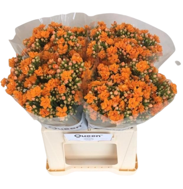 5 Stiele Kalanchoe 'Smooth Orange Meadow'