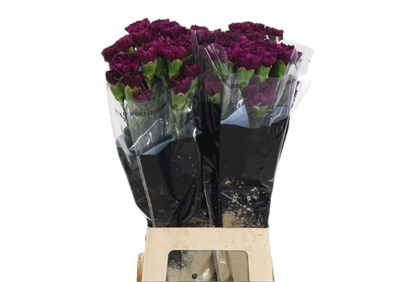 10 Edelnelken Golem 10 Edelnelken Golem