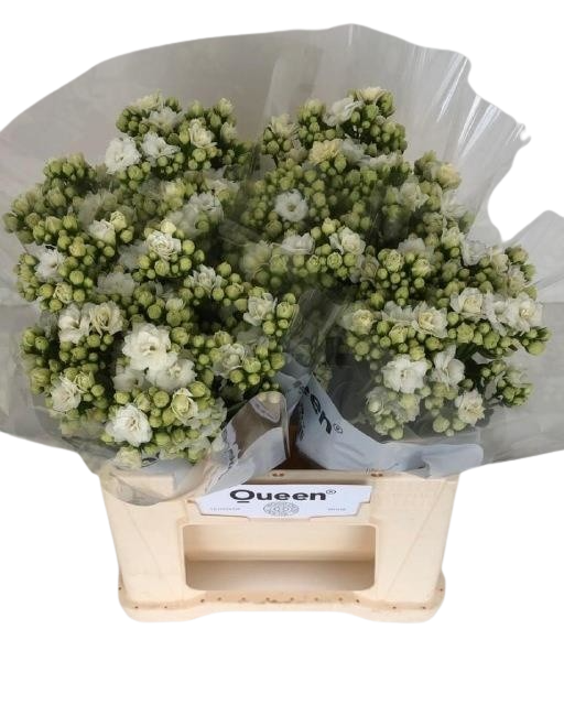 5 Stiele Kalanchoe 'Noble White Meadow'