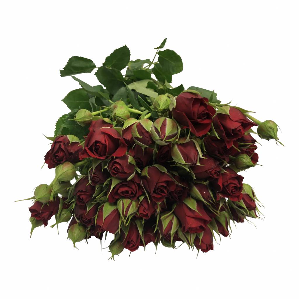 10 Tros-Rosen Mirabel 10 Tros-Rosen Mirabel