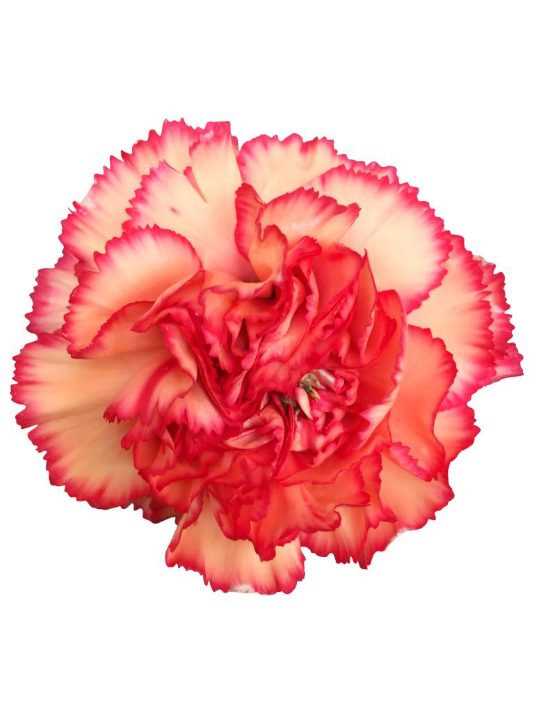 10 Edelnelken Orange 10 Edelnelken Orange