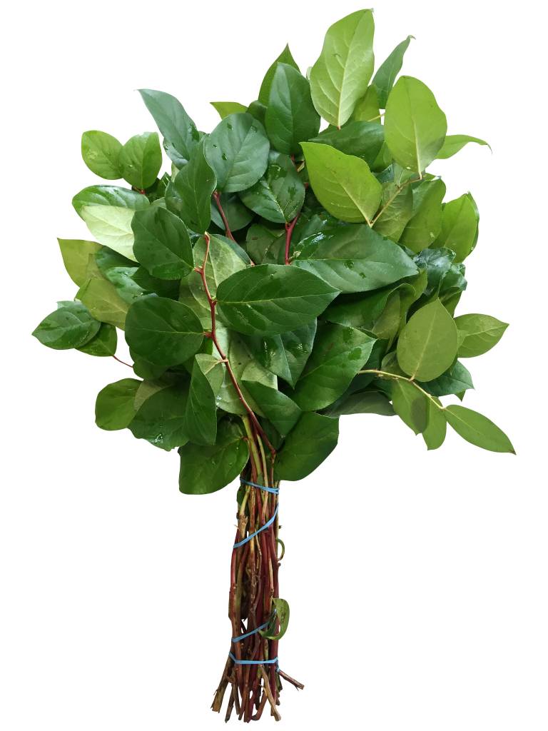 1 Bund Salal