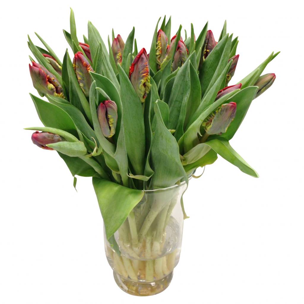 10 Tulpen Rococo (Papageien-Tulpe) 10 Tulpen Rococo (Papageien-Tulpe)