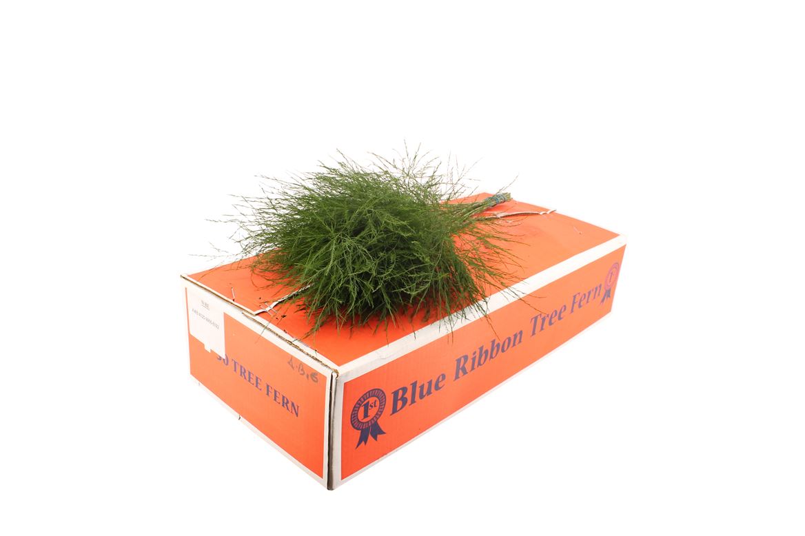 1 Bund Tree Farn 1 Bund Tree Farn