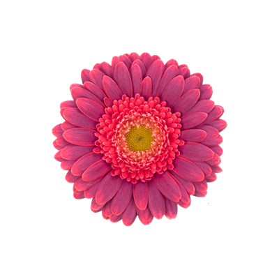 10 Mini Gerbera Bizar