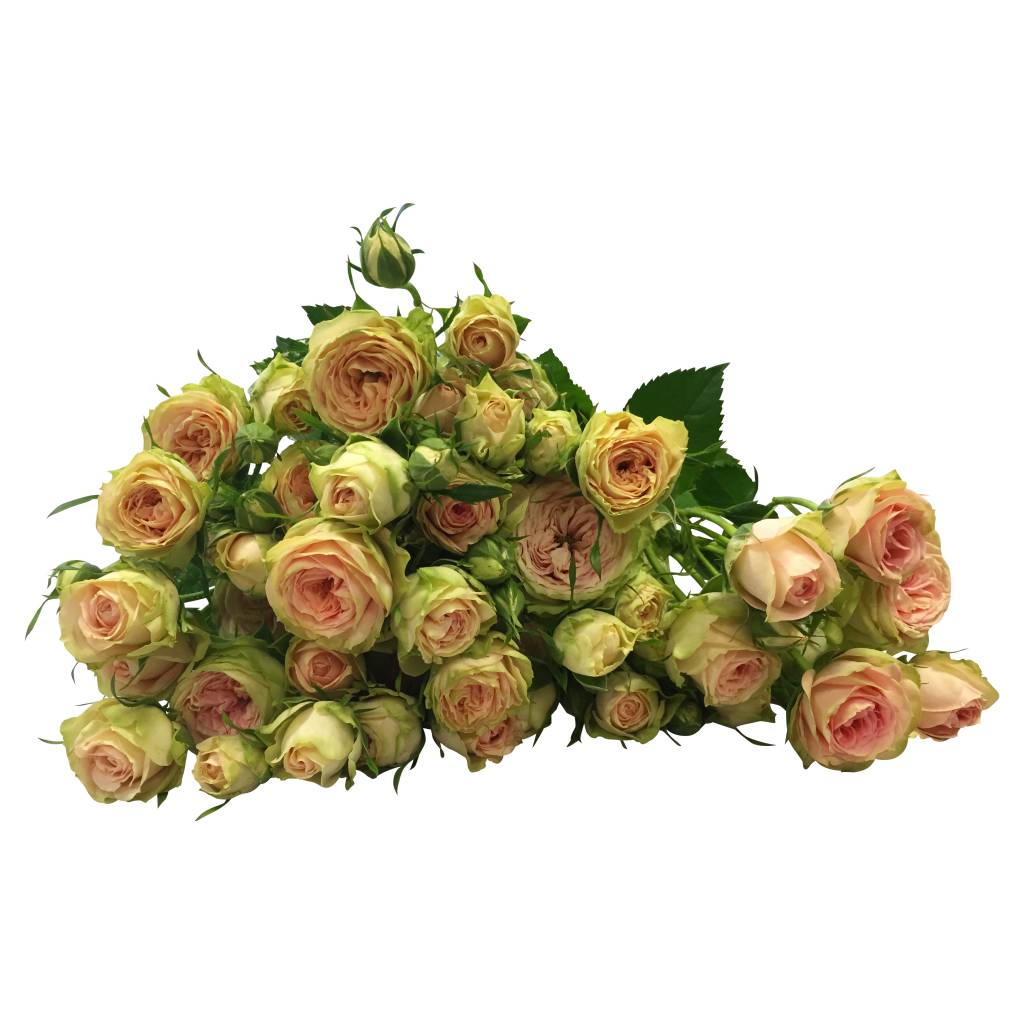 10 Tros-Rosen Creme / Rose Pretty Pepita 10 Tros-Rosen Creme / Rose Pretty Pepita