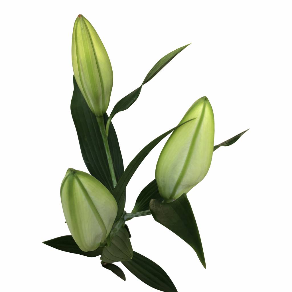 10 Lilien  Santander