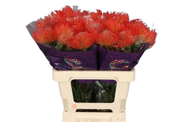 5 Stiele Leucospermum cordifolium 'Succession' (Orange)
