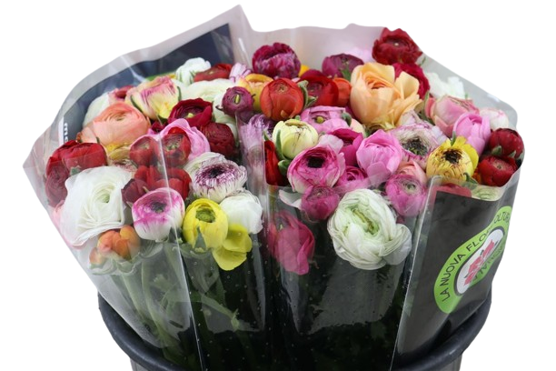 10 Ranunkeln Gemischt im Bund 10 Ranunkeln Gemischt im Bund