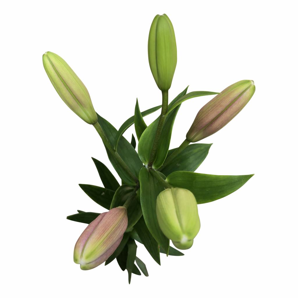 10 Lilien Brindisi