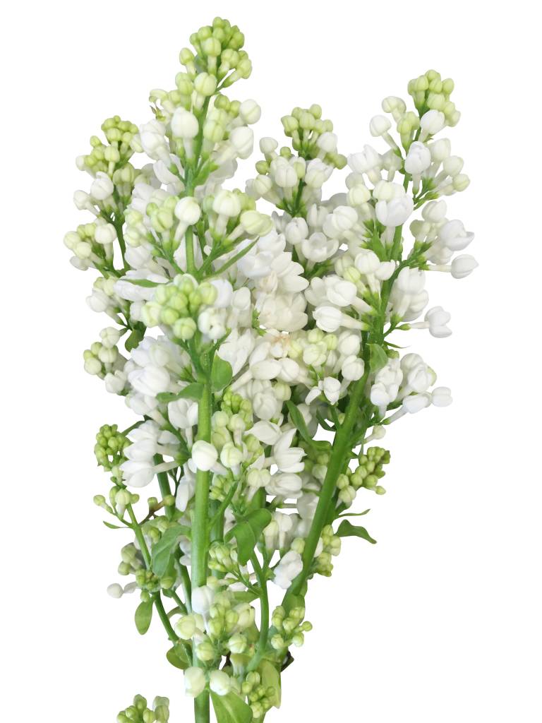 10 Flieder Weiß 10 Flieder Weiß