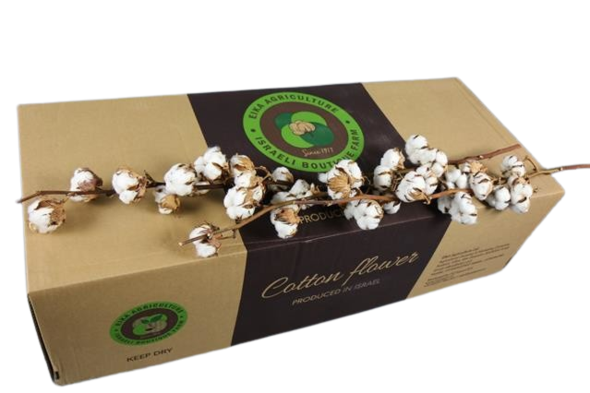 Baumwolle am Stiel mit mindestens 9 Dolden