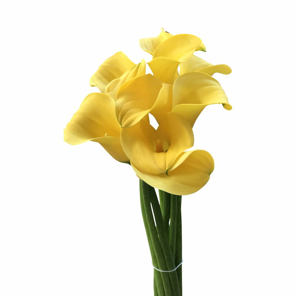 10 Calla Goldcup  (Gelb) 10 Calla Goldcup  (Gelb)