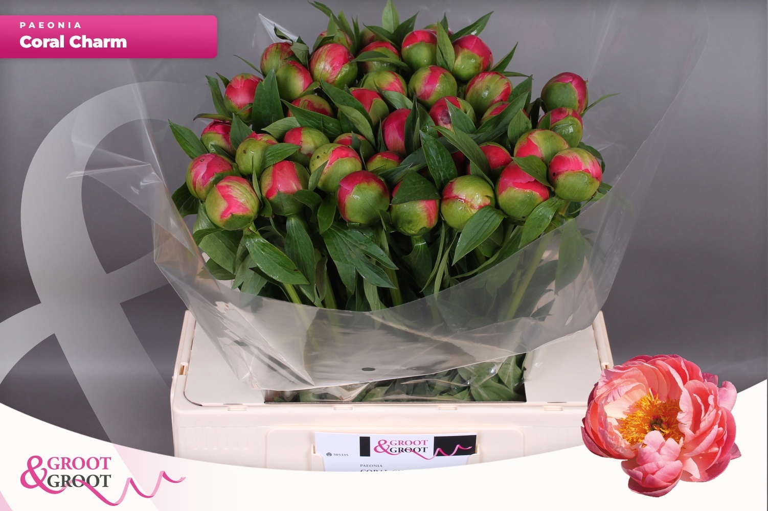 5 Pfingstrosen Coral Charm