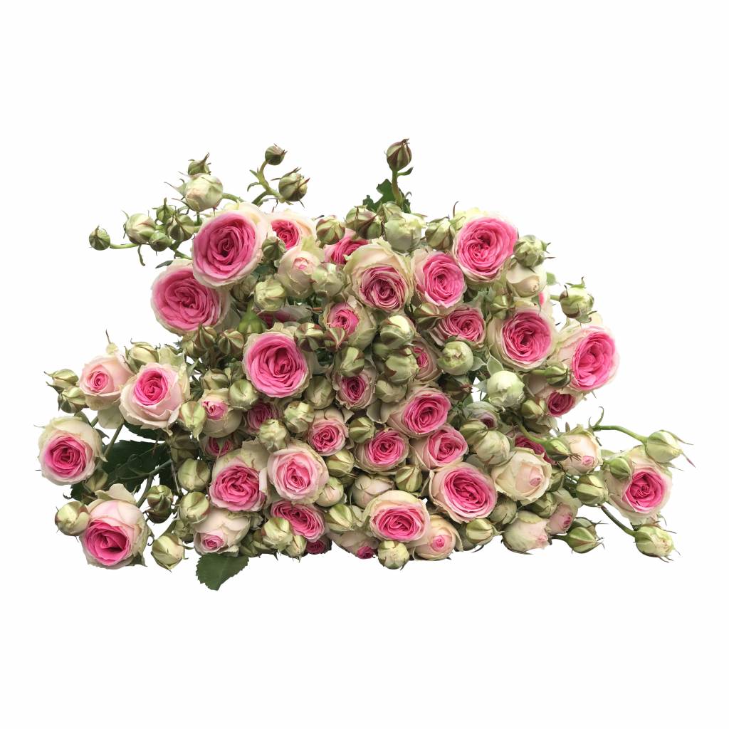 10 Tros-Rosen Mimi Eden