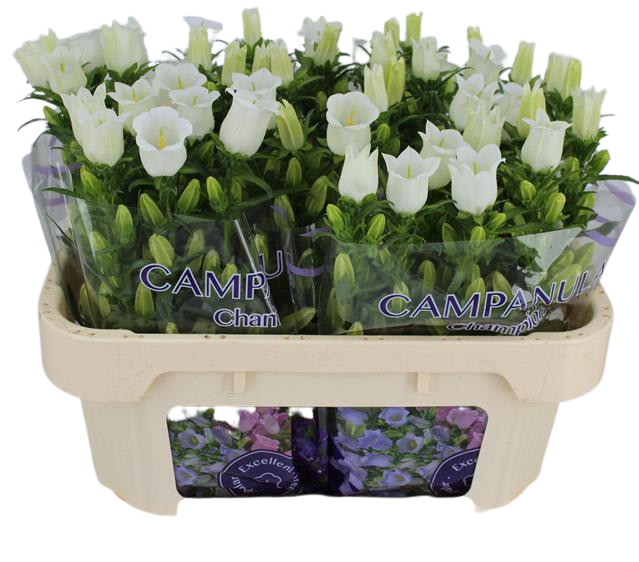 10 Stiele Campanula Champion White