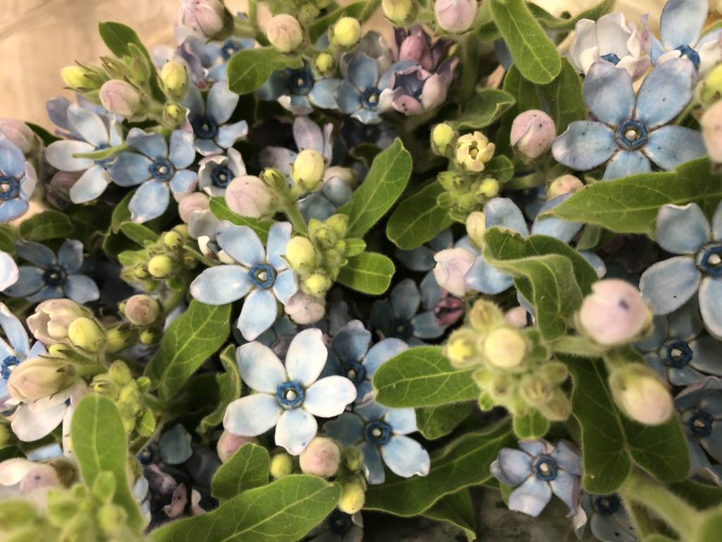 10 Oxypetalum Blau