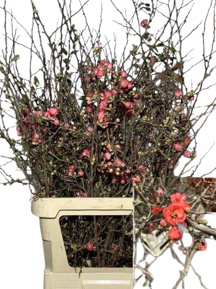 1 Stiel Chaenomeles superba – Zierquitte