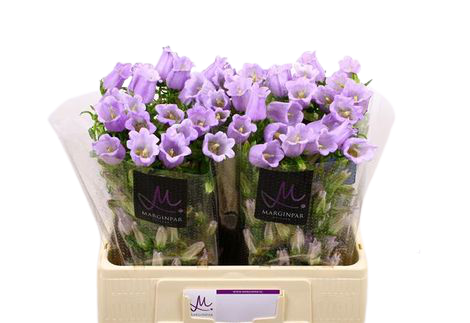 10 Stiele Campanula Champion Lavender