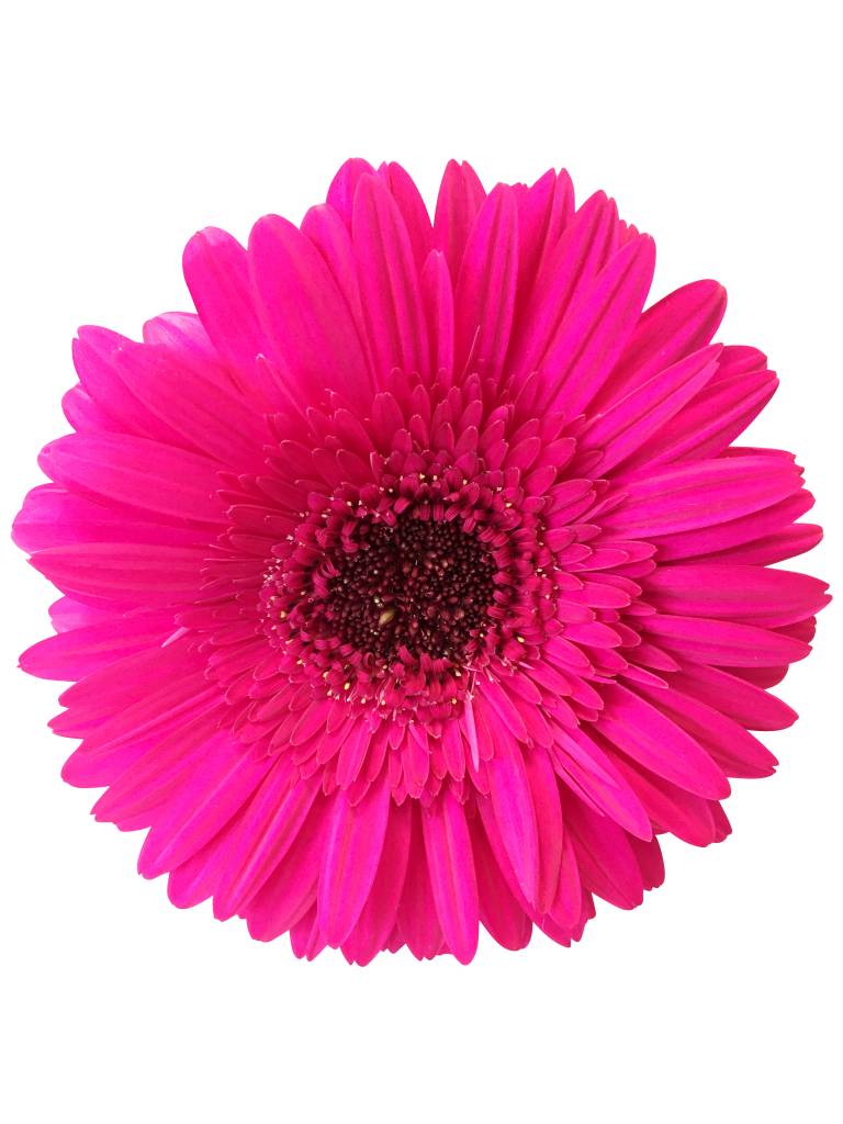 25 Gerbera Rich (Pink) 25 Gerbera Rich (Pink)