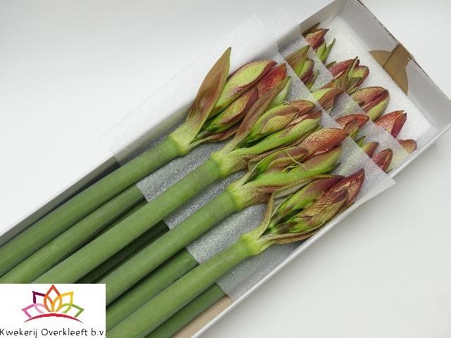 Amaryllis Showmaster