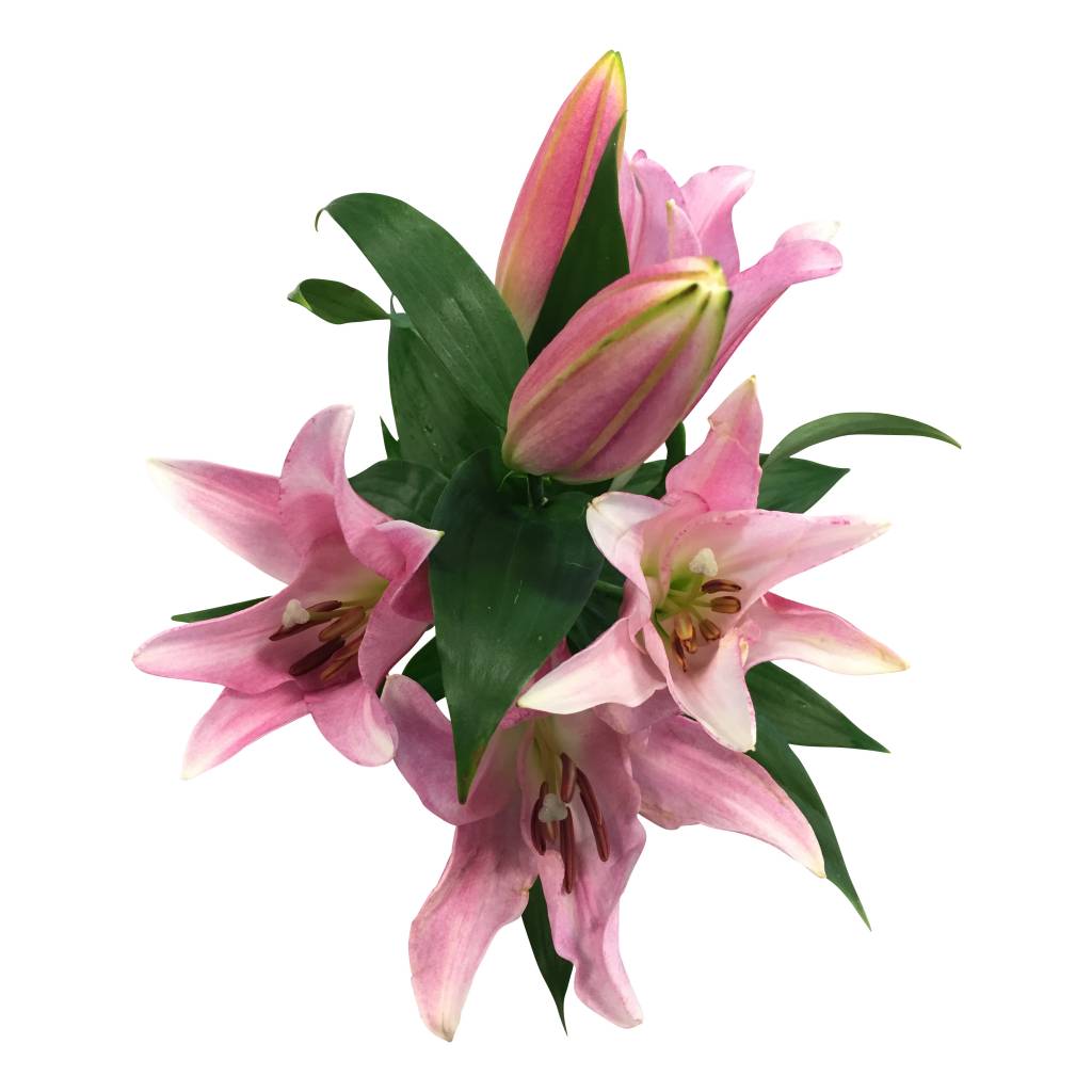10 Lilien Tabledance