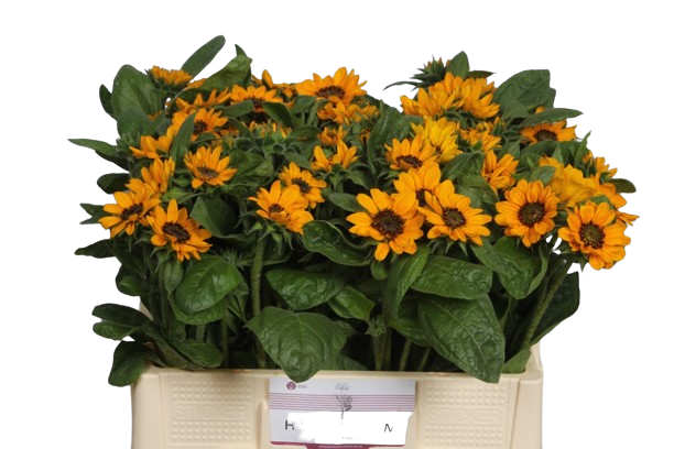 10 Sonnenblumen Sonja