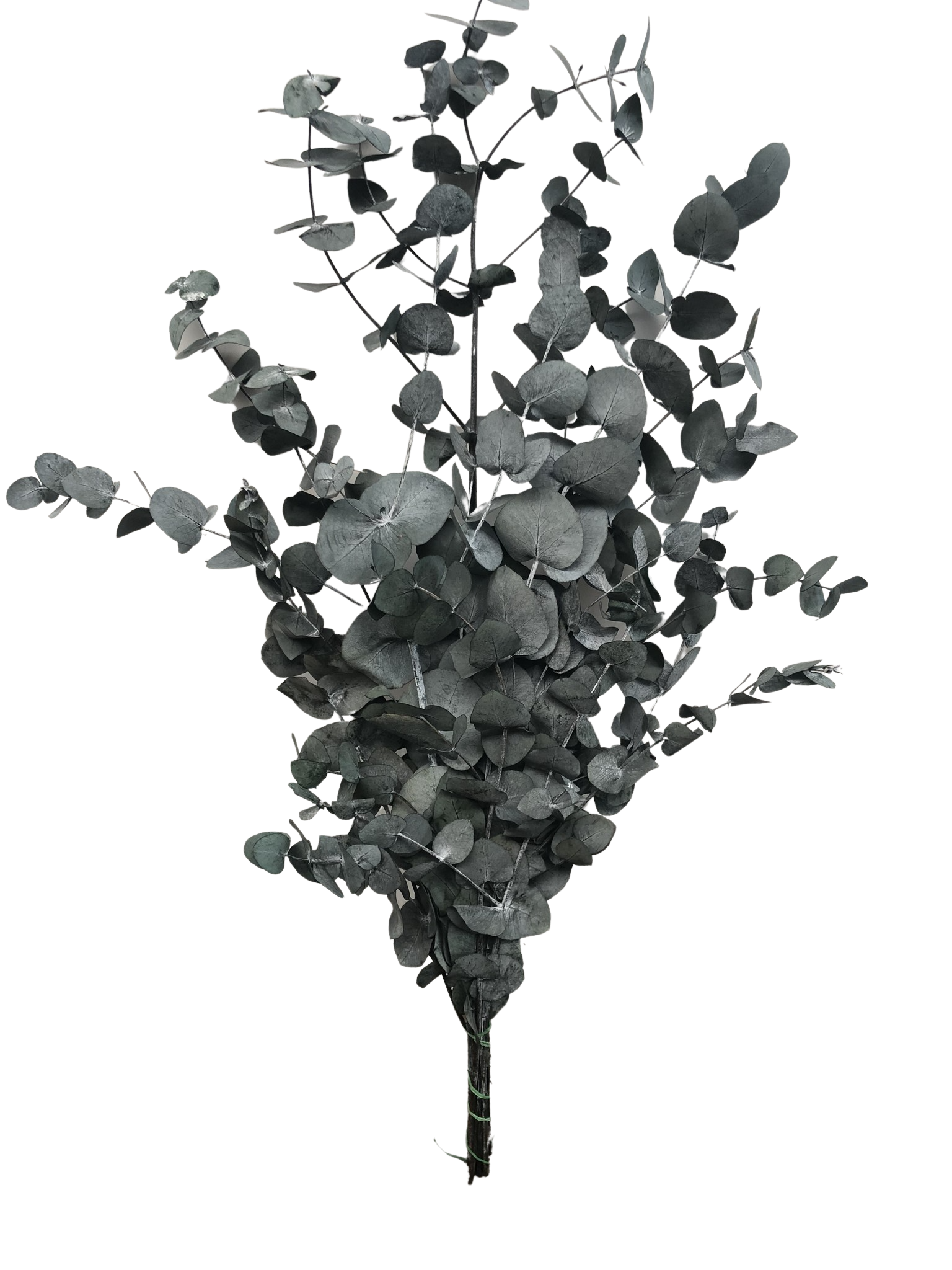 Eucalyptus Cinerea stabilisiert