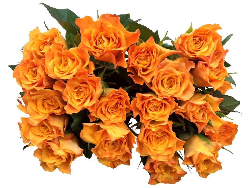 100 Rosen Orange Marie Claire