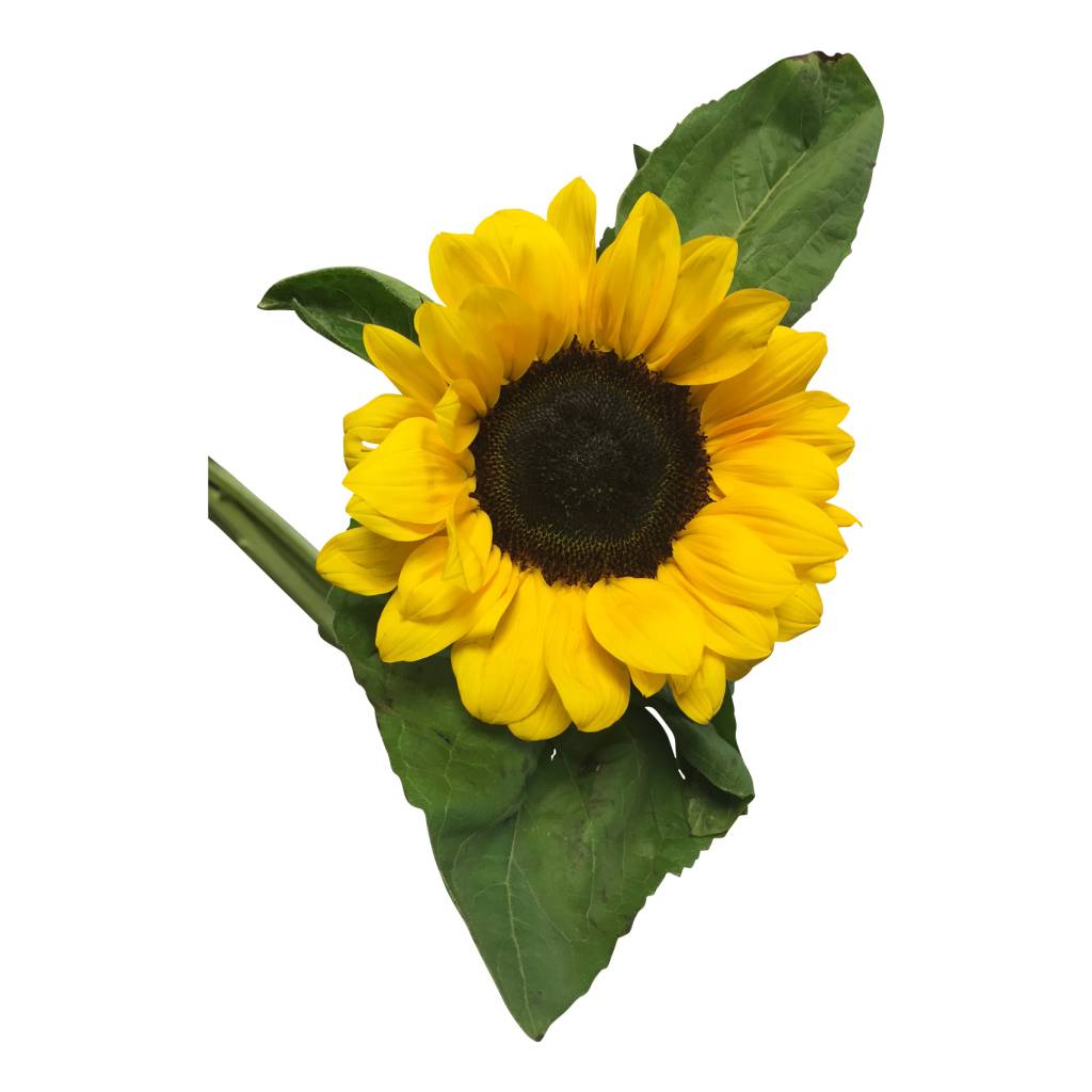 5 Sonnenblumen 5 Sonnenblumen