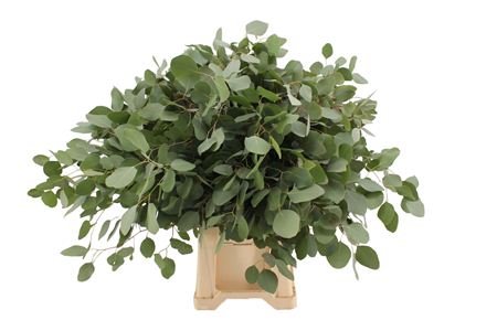 1 Bund Eucalyptus Populus