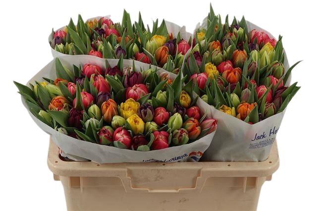 10 gefüllte Tulpen gemischt im Bund 10 gefüllte Tulpen gemischt im Bund
