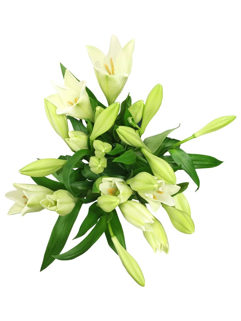 10 Lilien Watch up verzweigt